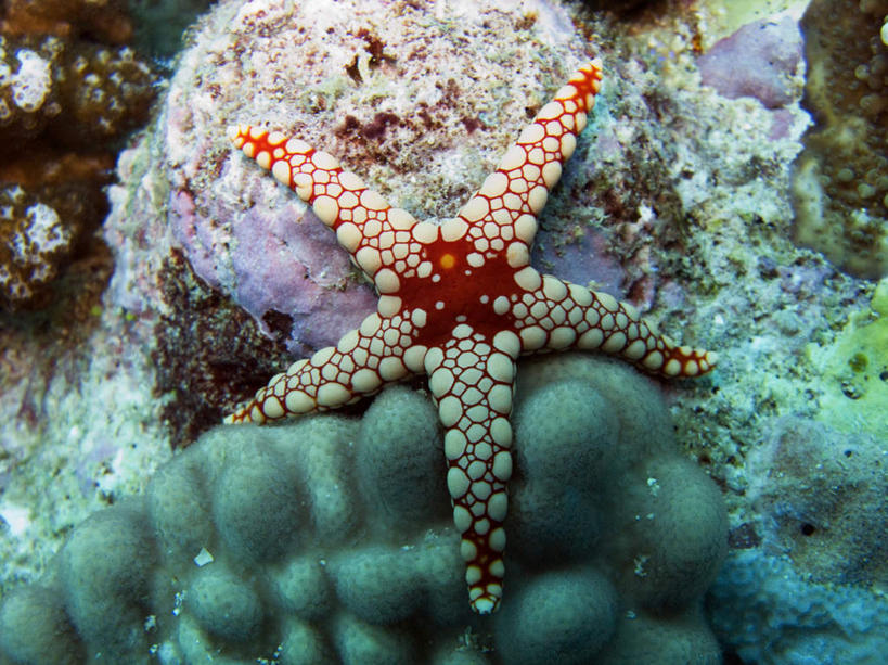 无人,横图,俯视,室外,特写,白天,海底,水下,海星,许多,珊瑚,斑点,水底,棕色,珊瑚礁,海洋生物,一个,黄色,红色,绿色,紫色,白色,自然,动物,生物,海底世界,单个,海底礁,棘皮动物门,海床,礁,岩石,星鱼,彩图,高角度拍摄,全身