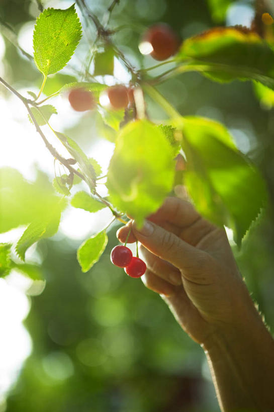 西方人,一个人,举,竖图,室外,特写,白天,仰视,植物,樱桃,欧洲,欧洲人,仅一个年轻女性,仅一个女性,仅一个人,许多,阴影,朦胧,模糊,光线,影子,樱桃树,树,树木,红色,蓝色,绿色,蓝天,天空,阳光,自然,天,托,摘,生长,晴朗,成长,万里无云,年轻女性,女人,女性,白种人,晴空,晴空万里,樱珠,莺桃,英桃,楔桃,牛桃,荆桃,举起,举手,举着,向上举,向上伸,向上托,半身,彩图,低角度拍摄