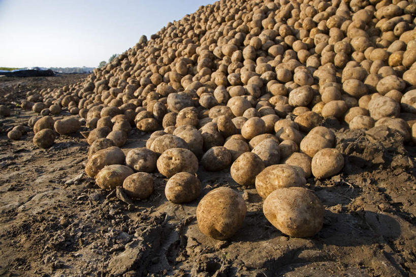 无人,农田,横图,室外,白天,正面,庄稼,农作物,土豆,一堆,许多,堆叠,堆积,丰收,泥土,蓝色,蓝天,天空,天,收获,晴朗,堆,脏,万里无云,馍馍蛋,晴空,晴空万里,洋芋,山药蛋,马铃薯,彩图,耕地,庄稼田