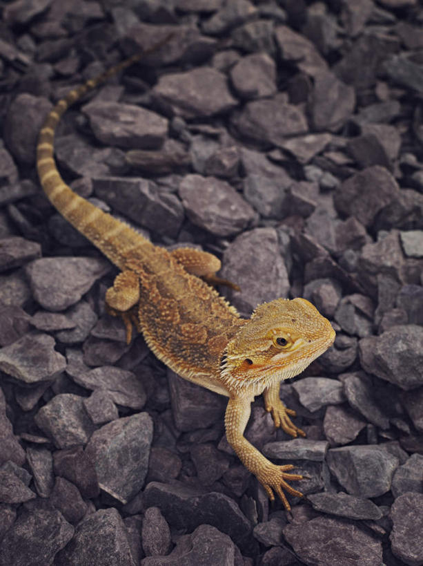 无人,竖图,俯视,室外,特写,白天,礁石,石头,野生动物,蜥蜴,一堆,许多,堆叠,堆积,石子,棕色,注视,一只,动物,看,堆,关注,石龙子,鬃狮蜥,山龙子,石蜴,泉龙,猪婆蛇,五寸棍,四脚蛇,蜴,礁,石块,岩石,守宫,抬头,仰头,彩图,高角度拍摄,全身