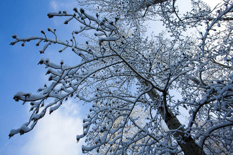 无人,公园,横图,室外,白天,仰视,旅游,度假,美景,森林,树林,雪,北京,中国,亚洲,覆盖,景观,冬天,娱乐,树,蓝色,风景,天空,自然,享受,休闲,景色,放松,寒冷,冷,摄影,生长,宁静,自然风光,东亚,发展,万里无云,朝阳区,彩图,低角度拍摄,林区,红领巾公园