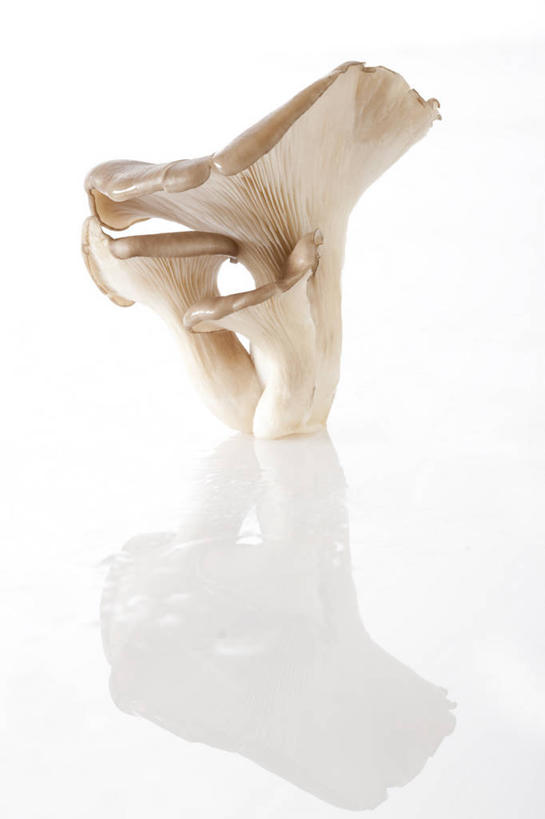 无人,竖图,特写,留白,白色背景,农业,蔬菜,静物,北京,亚洲,准备,反射,蘑菇,生食,食品,饮品,饮食,食物,饮料,食用菌,摄影,有机食品,蚝蘑,简单,膳食,可口,清新,东亚,健康食物,纯净,适口,彩图,影棚拍摄