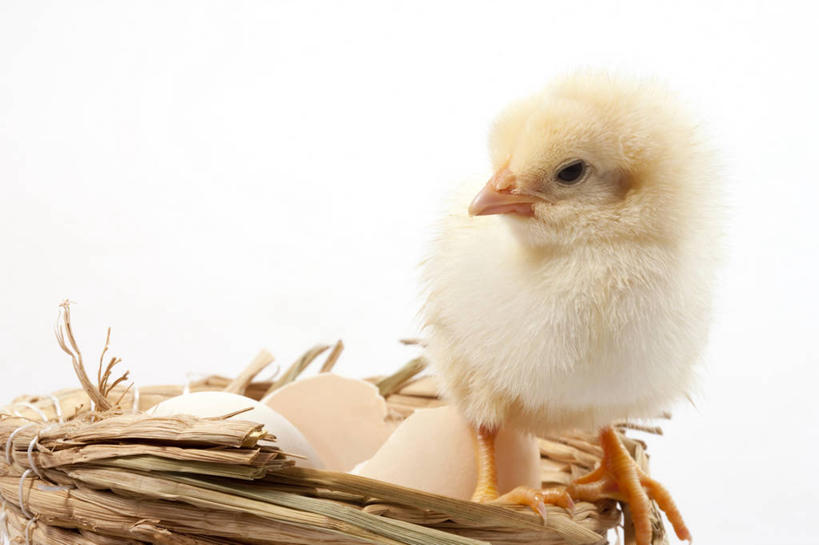 无人,横图,留白,白色背景,探险,纯洁,安全,小的,鸟类,黄色,动物,可爱,童年,童趣,摄影,牲畜,影棚,生长,孵化,摄影棚,肖像,童真,烂漫,无邪,卵,开端,无忧无虑,天真,彩图,影棚拍摄,拍摄,小鸡