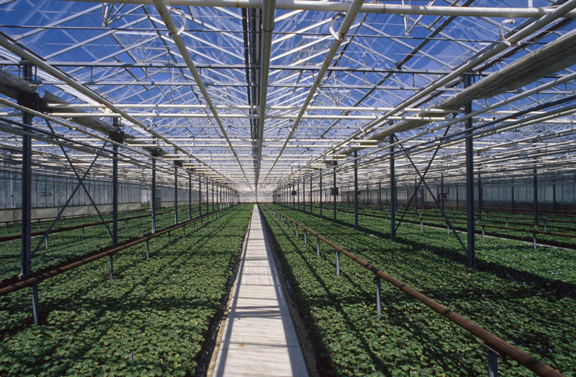 无人,横图,室内,白天,农业,农作物,蔬菜,种植,丰富,屋顶,图像,温室,绿色,摄影,生长,保护,阳光房,乘法,进化,彩图