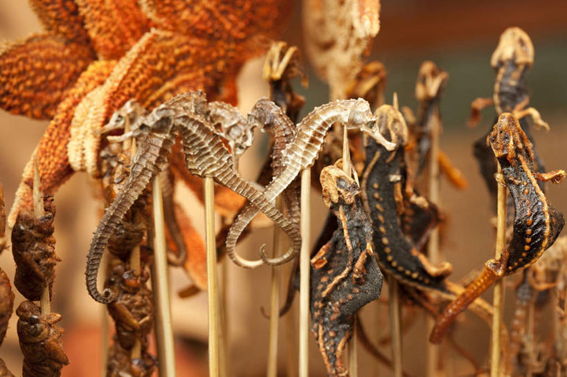 点心,无人,横图,特写,壁虎,蝉,海星,静物,北京,中国,亚洲,丰富,昆虫,油炸,美味,食品,饮品,串,货摊,小吃,饮食,食物,特产,饮料,零售,诱惑,摄影,多样,海马,风格,膳食,可口,蝗虫,中国文化,选择,东亚,羊肉串,东亚文化,零售店,适口,烤串,海产,彩图,传统文化,街市