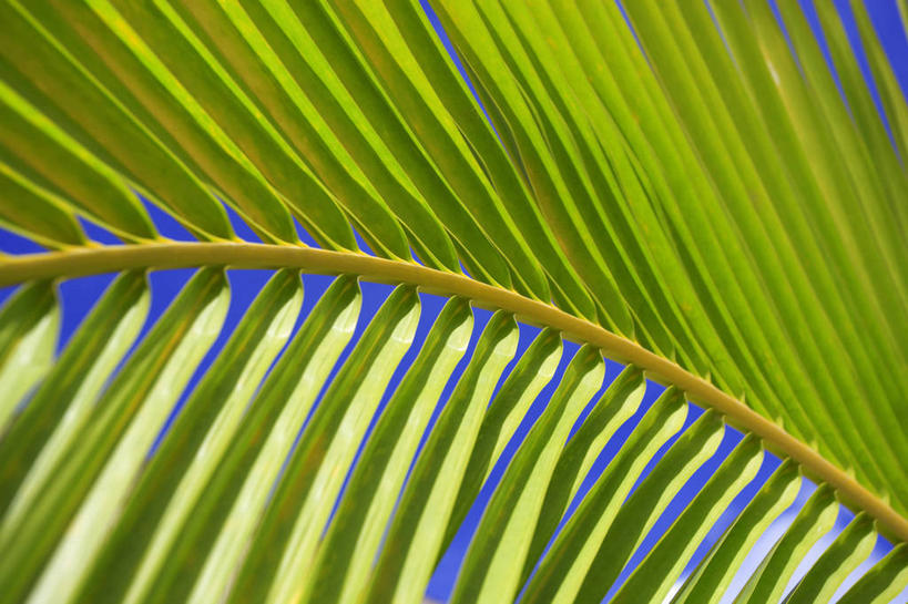 手掌,无人,横图,室外,特写,白天,叶子,图像,绿色,自然,摄影,式样,复叶,设计,彩图,全画面,全框架,全帧,全画幅