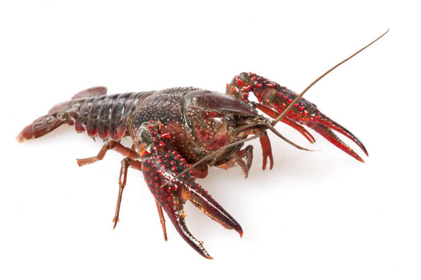 无人,横图,留白,白色背景,食品,红色,动物,趴着,摄影,影棚,摄影棚,肖像,健康食物,海产,彩图,影棚拍摄,拍摄