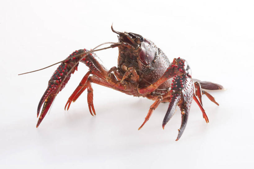 无人,横图,留白,白色背景,正面,食品,红色,动物,爬,摄影,影棚,摄影棚,肖像,健康食物,海产,彩图,影棚拍摄,拍摄