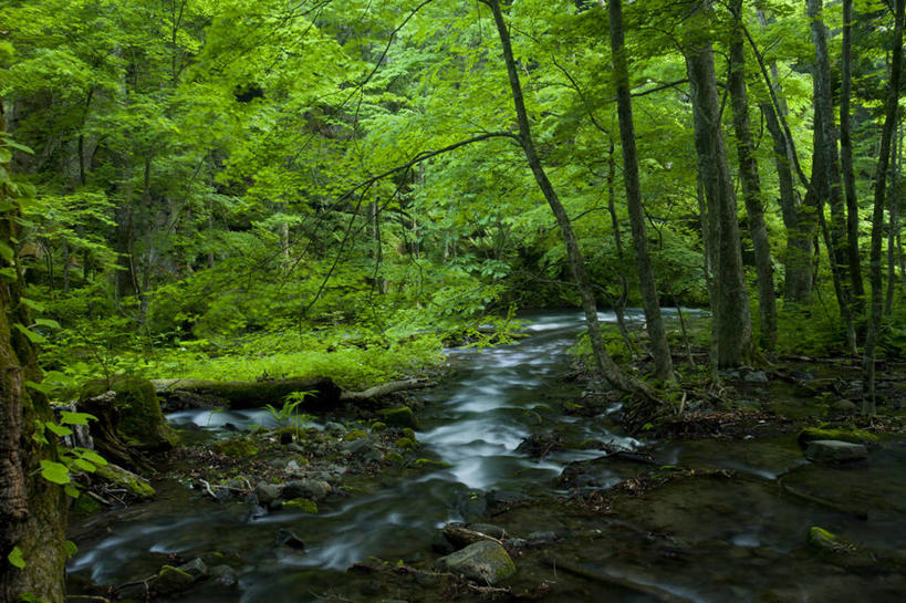 无人,横图,室外,白天,旅游,度假,美景,水,日本,景观,娱乐,树,绿色,风景,小溪,自然,享受,休闲,景色,放松,摄影,流动,宁静,清新,自然风光,青森县,十和田,彩图,旅行