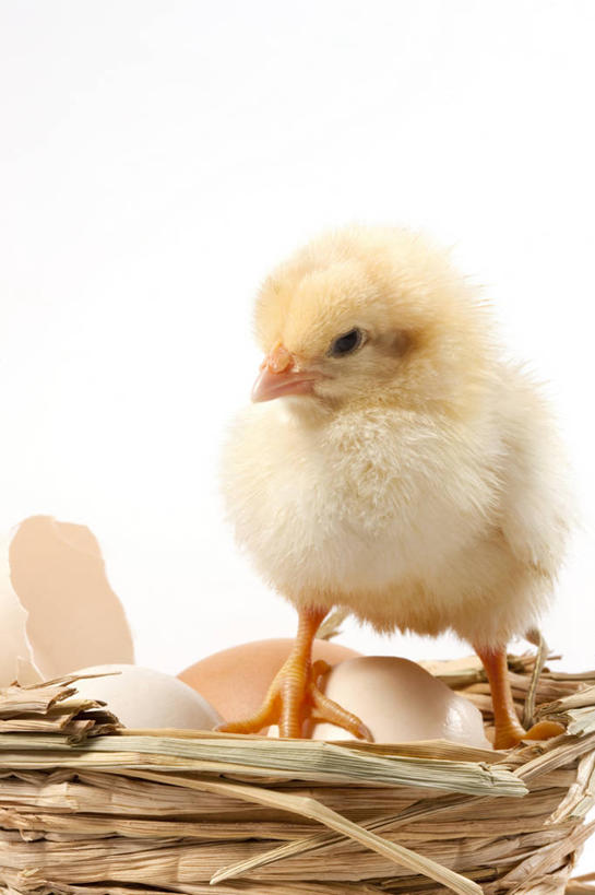 无人,竖图,特写,留白,白色背景,正面,探险,纯洁,安全,小的,鸟类,黄色,动物,可爱,童年,童趣,摄影,牲畜,影棚,生长,孵化,摄影棚,肖像,童真,烂漫,无邪,卵,开端,无忧无虑,天真,彩图,影棚拍摄,拍摄,小鸡