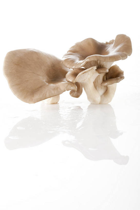 无人,竖图,特写,留白,白色背景,农业,蔬菜,静物,北京,亚洲,准备,反射,蘑菇,生食,食品,饮品,饮食,食物,饮料,食用菌,摄影,有机食品,蚝蘑,简单,膳食,可口,清新,东亚,健康食物,纯净,适口,彩图,影棚拍摄