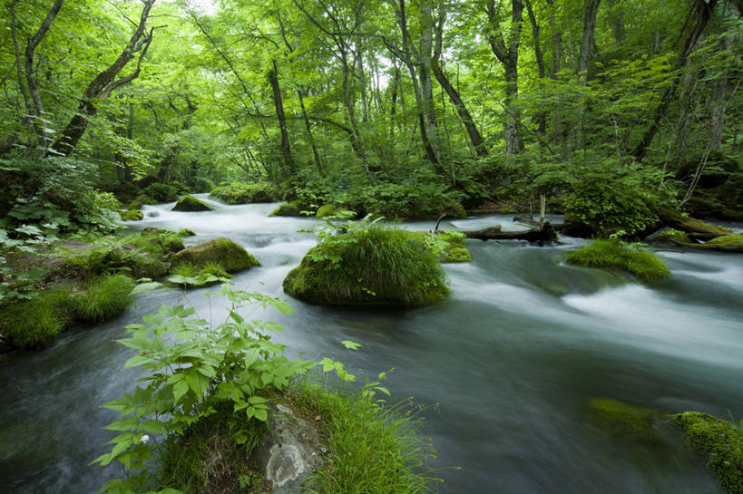 无人,横图,室外,白天,旅游,度假,美景,水,日本,景观,苔藓,娱乐,树,绿色,风景,小溪,自然,享受,休闲,景色,放松,摄影,流动,宁静,清新,自然风光,青森县,十和田,岩石,彩图,旅行