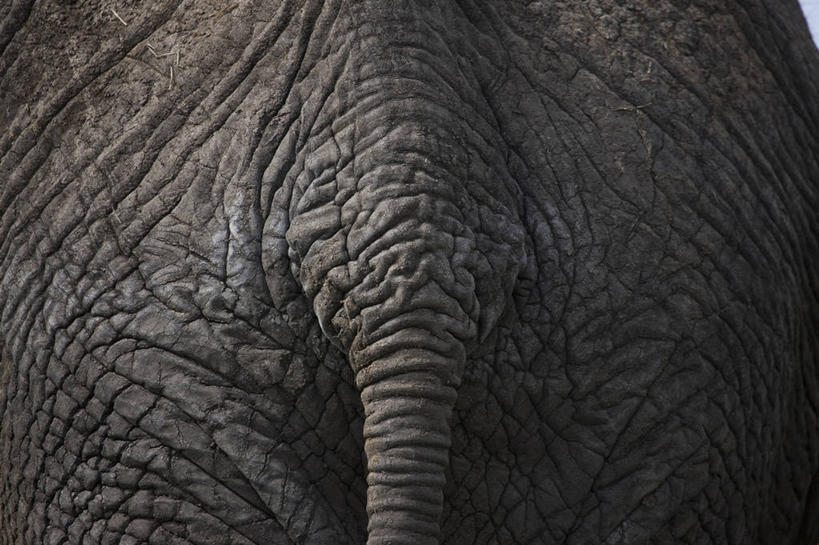 皱纹,无人,横图,室外,特写,白天,非洲,尾巴,图像,背面,动物,摄影,部分,后背,象,彩图,全画面,全框架,全帧,全画幅