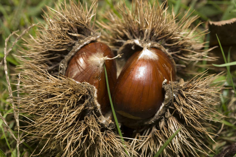 无人,横图,室外,白天,静物,水果,栗子,食品,图像,饮食,自然,季节,摄影,外壳,锋利,尖锐,清新,秋天,彩图