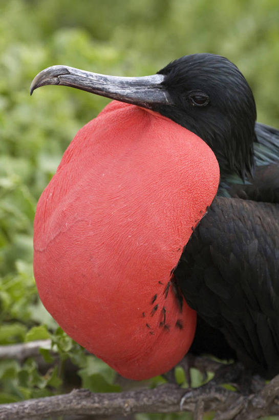 无人,竖图,室外,白天,信心,鸟类,图像,红色,自然,动物,个性,摄影,交配,发情,军舰鸟,大军舰鸟,彩图,赋权