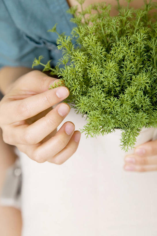 东方人,植物,生活方式,女人,亚洲人,年轻人,彩图