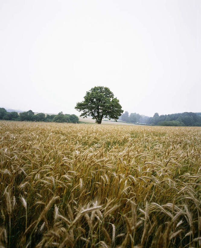 室外,农作物,小麦,美景,法国,欧洲,收成,丰富,丰收,地形,景观,田地,云,谷物,丰盛,树,风景,天空,自然,景色,麦子,收获,自然风光,丰登,丰硕,劳绩,利穆赞,秋天,彩图