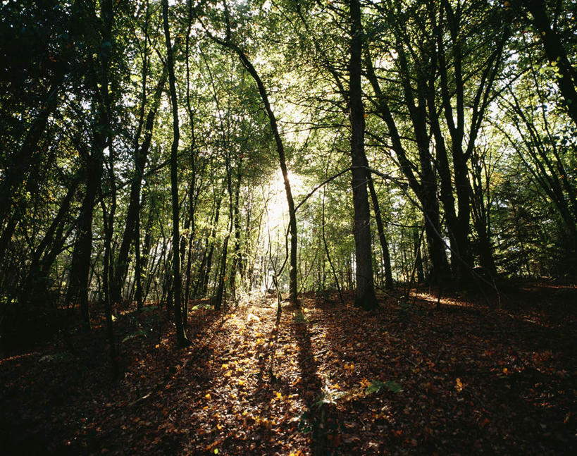 室外,白天,森林,叶子,日光,法国,欧洲,树,利穆赞,秋天,彩图
