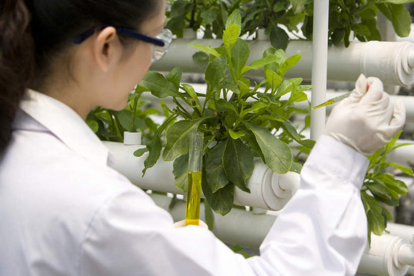 东方人,脸,头,脸颊,一个人,科学家,菜园,农场,横图,白天,智慧,农业,叶子,北京,中国,亚洲,仅一个年轻女性,仅一个女性,仅一个人,种植,检查,研究,工作,分析,科学,试管,温室,现代,肩膀,背面,绿色,夏天,摄影,生长,护目镜,专心,防护镜,东亚,实验服,科学实验,吸液管,植物学家,年轻女性,女人,女性,亚洲人,中国人,年轻人,头部,脸部,脸蛋,面部,技术员,彩图