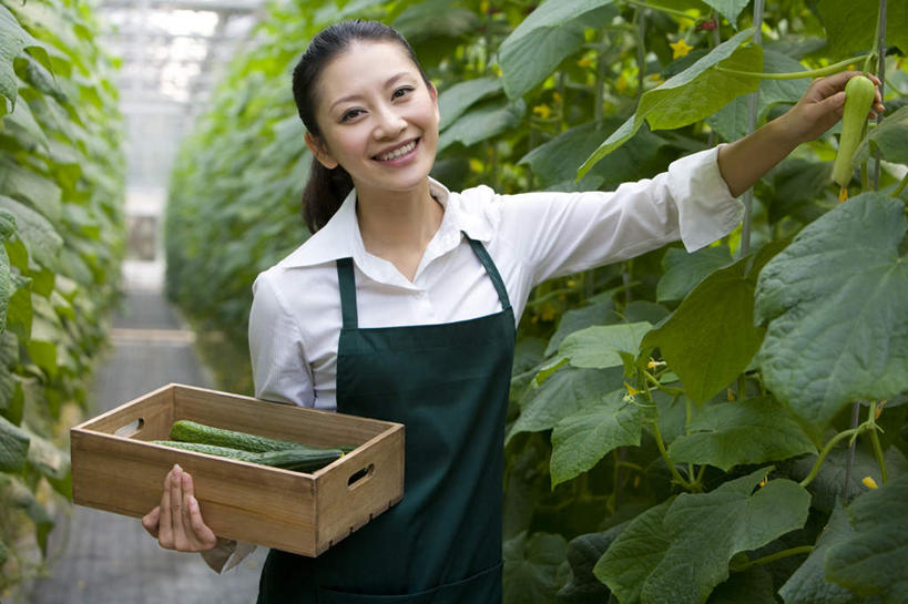 东方人,一个人,菜园,农场,笑,微笑,露齿笑,横图,白天,正面,快乐,幸福,农业,采摘,黄瓜,蔬菜,叶子,北京,中国,亚洲,仅一个年轻女性,仅一个女性,仅一个人,种植,丰富,木制,园艺,食品,温室,拿着,现代,饮食,盒子,绿色,夏天,摄影,有机食品,生长,生活方式,收获,清新,肖像,酒箱,东亚,健康食物,年轻女性,女人,女性,亚洲人,中国人,年轻人,休闲活动,半身,彩图