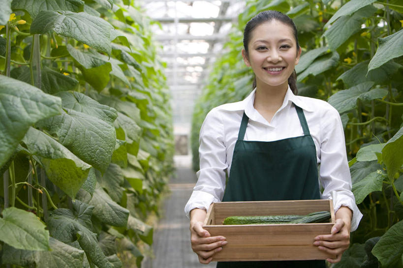 东方人,一个人,菜园,农场,笑,微笑,露齿笑,横图,白天,正面,快乐,幸福,农业,采摘,黄瓜,蔬菜,叶子,北京,中国,亚洲,仅一个年轻女性,仅一个女性,仅一个人,种植,丰富,木制,园艺,食品,温室,拿着,现代,饮食,盒子,绿色,夏天,摄影,有机食品,生长,生活方式,收获,清新,肖像,酒箱,东亚,健康食物,年轻女性,女人,女性,亚洲人,中国人,年轻人,休闲活动,半身,彩图