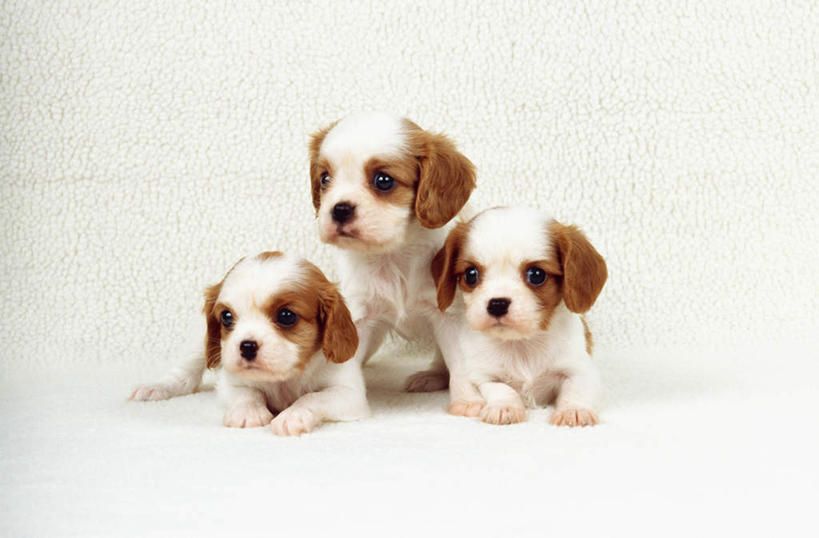 无人,坐,躺,横图,白色背景,正面,纯洁,哺乳动物,宠物,狗,野生动物,三只,小狗,动物,看,趴着,家畜,可爱,童年,童趣,摄影,幽默,童真,烂漫,无邪,英国小猎犬,忠诚,恶作剧,天真,彩图,影棚拍摄,好奇心,纯种犬