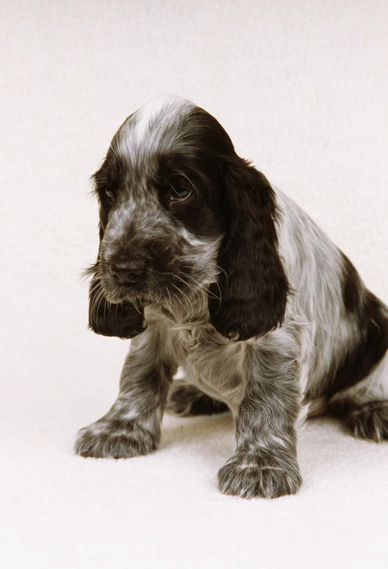 无人,坐,竖图,白色背景,纯洁,哺乳动物,宠物,狗,野生动物,小狗,动物,家畜,可爱,童年,童趣,摄影,幽默,童真,烂漫,无邪,英国小猎犬,悲哀,天真,彩图,影棚拍摄,纯种犬