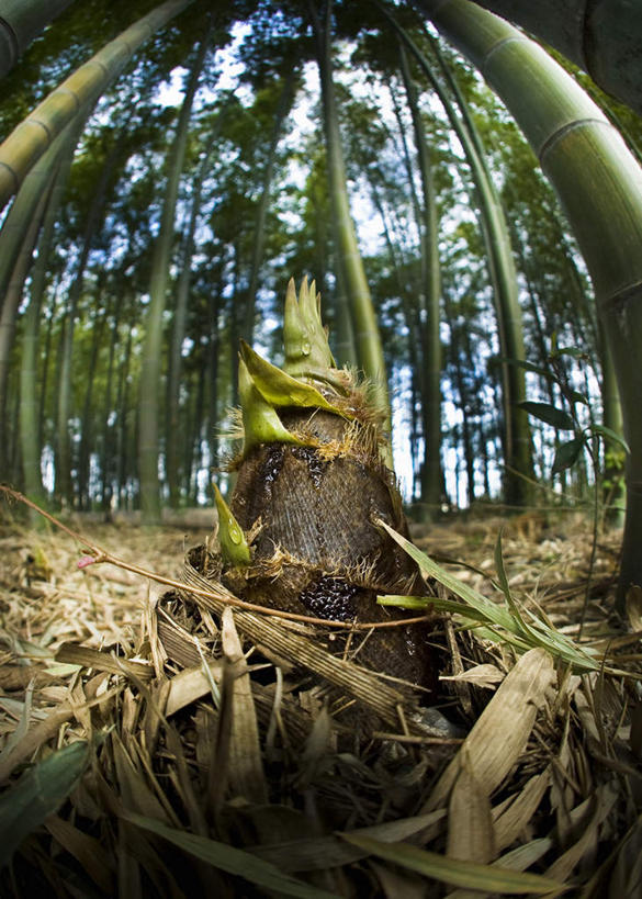 无人,竖图,室外,白天,留白,鱼眼镜头,农业,农作物,森林,蔬菜,静物,生食,笋,树干,一个,自然,摄影,生长,单个,清新,纯净,彩图,林区