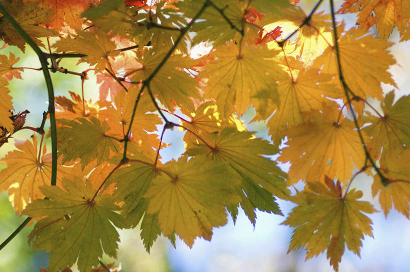 无人,横图,室外,白天,美景,叶子,日光,景观,树,黄色,绿色,天空,自然,景色,摄影,宁静,环境,简单,抵达,自然风光,改变,环境保护,秋天,彩图,林区