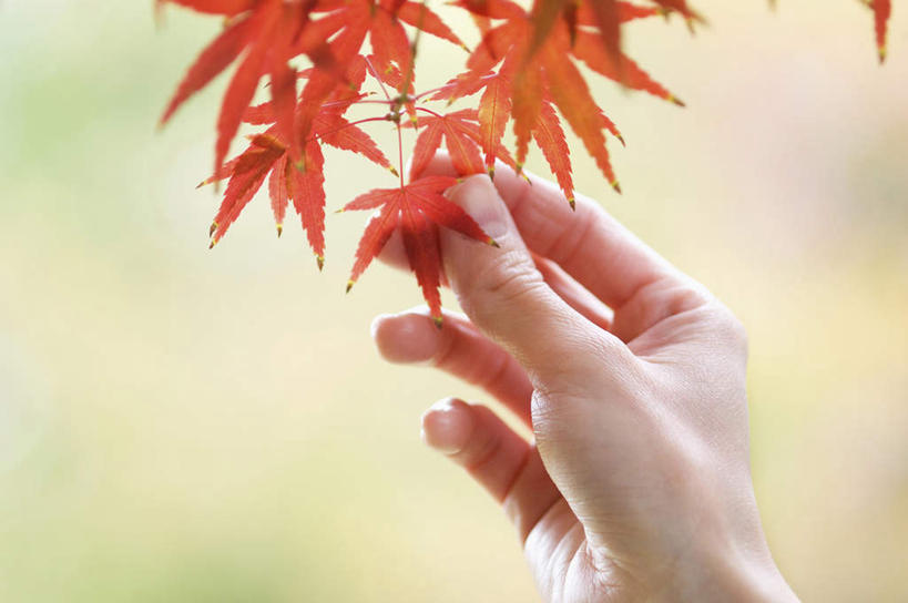 手,无人,横图,室外,特写,留白,采摘,美景,枫树,米色背景,景观,枫叶,拿着,红色,自然,景色,摄影,环境,简单,抵达,自然风光,改变,环境保护,秋天,彩图