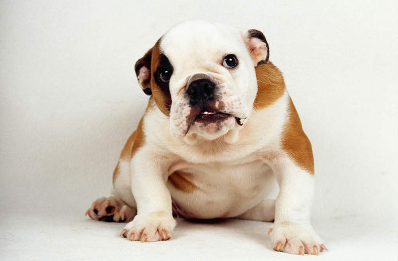 无人,坐,横图,白色背景,正面,纯洁,哺乳动物,宠物,狗,野生动物,斗牛犬,小狗,动物,看,家畜,可爱,童年,童趣,摄影,幽默,童真,烂漫,无邪,天真,彩图,影棚拍摄,纯种犬