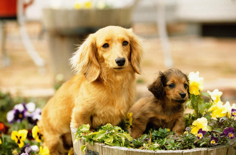 无人,横图,室外,白天,正面,纯洁,哺乳动物,宠物,狗,野生动物,绿色背景,小狗,动物,看,两只,家畜,可爱,童年,童趣,摄影,幽默,反差,童真,烂漫,无邪,三色紫罗兰,忠诚,机敏,天真,彩图,服从,纯种犬