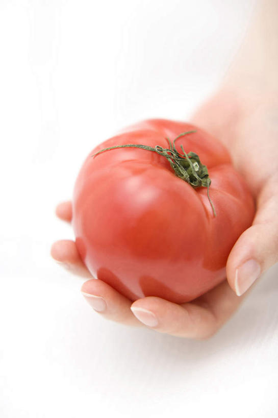 手,竖图,俯视,留白,白色背景,西红柿,拿着,红色,自然,摄影,清新,纯净,彩图,高角度拍摄,影棚拍摄