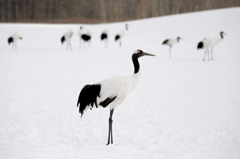 无人,站,横图,室外,白天,留白,侧面,度假,草地,美景,雪,丹顶鹤,野生动物,鹤,鸟类,地形,景观,田地,冬天,白色,黑色,风景,自然,景色,安静,寒冷,季节,摄影,宁静,环境,自然风光,濒危物种,彩图,动物行为