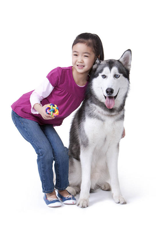 儿童,一个人,坐,笑,微笑,露齿笑,竖图,白色背景,正面,快乐,友谊,幸福,纯洁,宠物,狗,玩具,北京,中国,亚洲,并排,休闲装,小孩,动物,可爱,乐趣,童年,童趣,搭,哈士奇,哈士奇犬,摄影,影棚,生活方式,享乐,搭着,摄影棚,西伯利亚雪橇犬,雪橇犬,肖像,童真,东亚,东亚人,烂漫,无邪,忠诚,哈士奇狗,西伯利亚哈士奇,天真,女孩,亚洲人,中国人,孩子,犬,彩图,影棚拍摄,爱,拍摄,西伯利亚犬,服从