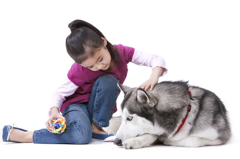 儿童,一个人,坐,笑,微笑,露齿笑,横图,白色背景,正面,快乐,友谊,幸福,纯洁,宠物,狗,玩具,北京,中国,亚洲,休闲装,小孩,动物,可爱,乐趣,童年,童趣,哈士奇,哈士奇犬,摄影,影棚,生活方式,享乐,摄影棚,西伯利亚雪橇犬,雪橇犬,童真,东亚,东亚人,烂漫,无邪,爱抚,忠诚,哈士奇狗,西伯利亚哈士奇,天真,女孩,亚洲人,中国人,孩子,犬,彩图,影棚拍摄,爱,拍摄,西伯利亚犬