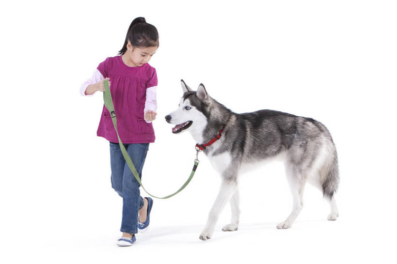 儿童,一个人,笑,微笑,露齿笑,横图,白色背景,正面,快乐,友谊,幸福,纯洁,宠物,狗,北京,中国,亚洲,休闲装,小孩,动物,可爱,乐趣,童年,童趣,哈士奇,哈士奇犬,摄影,影棚,生活方式,享乐,摄影棚,西伯利亚雪橇犬,雪橇犬,童真,东亚,狗链,东亚人,烂漫,无邪,忠诚,哈士奇狗,西伯利亚哈士奇,天真,女孩,亚洲人,中国人,孩子,犬,步行,彩图,影棚拍摄,爱,拍摄,西伯利亚犬