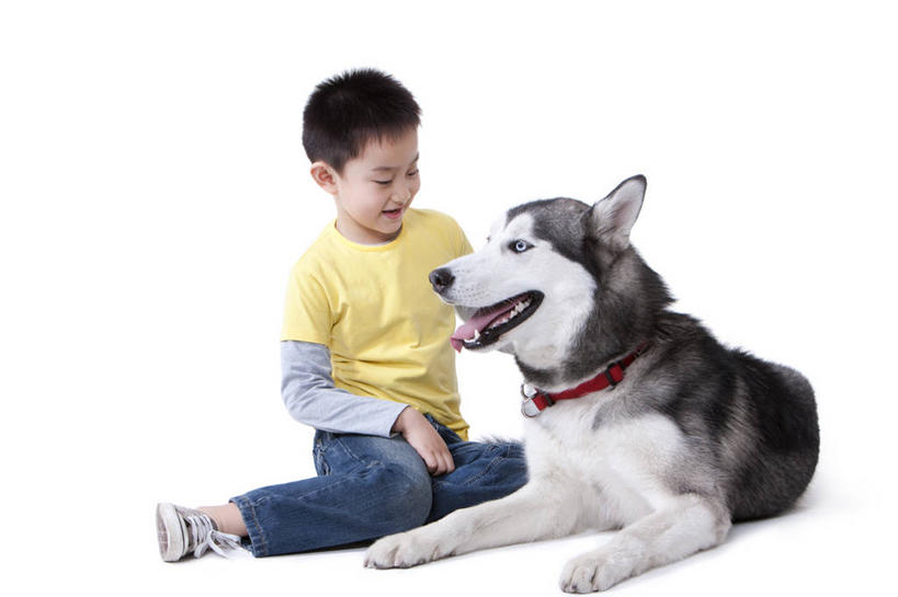 儿童,一个人,坐,微笑,横图,白色背景,正面,快乐,友谊,幸福,纯洁,宠物,狗,北京,中国,亚洲,休闲装,小孩,动物,面对面,可爱,乐趣,童年,童趣,哈士奇,哈士奇犬,摄影,影棚,生活方式,享乐,摄影棚,西伯利亚雪橇犬,雪橇犬,童真,东亚,东亚人,烂漫,无邪,爱抚,忠诚,哈士奇狗,西伯利亚哈士奇,天真,男孩,亚洲人,中国人,孩子,犬,彩图,影棚拍摄,爱,拍摄,西伯利亚犬