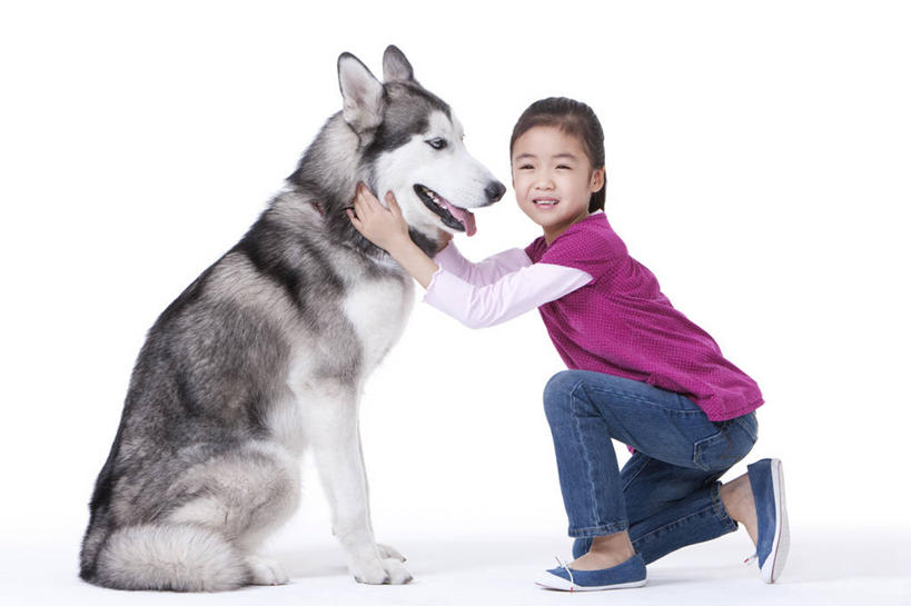 儿童,一个人,笑,微笑,露齿笑,横图,白色背景,侧面,快乐,友谊,幸福,纯洁,宠物,狗,北京,中国,亚洲,休闲装,小孩,动物,可爱,乐趣,童年,童趣,哈士奇,哈士奇犬,摄影,影棚,生活方式,享乐,摄影棚,西伯利亚雪橇犬,雪橇犬,肖像,童真,东亚,东亚人,烂漫,无邪,忠诚,哈士奇狗,西伯利亚哈士奇,天真,女孩,亚洲人,中国人,孩子,犬,跪着,拥抱,彩图,影棚拍摄,爱,拍摄,西伯利亚犬