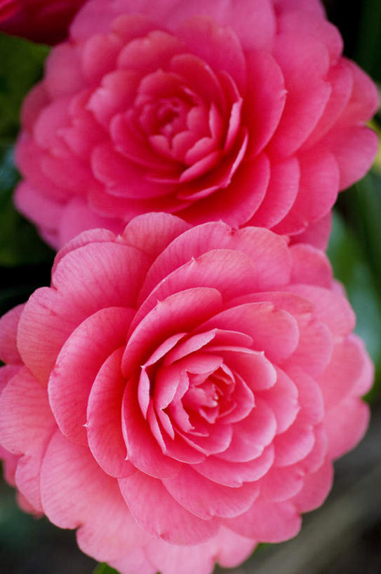 无人,竖图,俯视,室外,特写,白天,爱情,旅游,度假,幸福,纯洁,热情,草地,草坪,美景,植物,玫瑰,英国,欧洲,朦胧,模糊,盛开,景观,玫瑰花,粉红,浪漫,花蕾,娱乐,草,花,花瓣,花朵,鲜花,粉色,绿色,自然,花苞,花蕊,享受,休闲,温暖,温馨,景色,恩爱,放松,和睦,西欧,自然风光,感动,大不列颠,大不列颠及北爱尔兰联合王国,尊敬,大不列颠联合王国,日不落英帝国,德文郡,天真,刺玫花,徘徊花,彩图,高角度拍摄,融洽