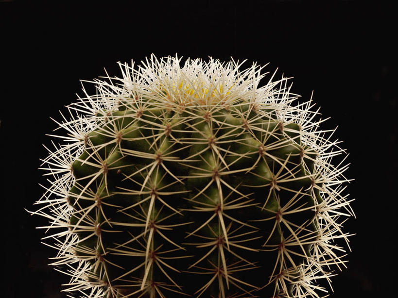 无人,横图,室内,特写,白天,正面,植物,仙人球,仙人掌,阴影,黑色背景,光线,火焰,影子,灯光,草药,中药,一个,摄影,影棚,单个,药材,中草药,中药材,本草,牛舌头,草球,玉芙蓉,仙巴掌,火掌,长盛球,霸王树,彩图,影棚拍摄,拍摄