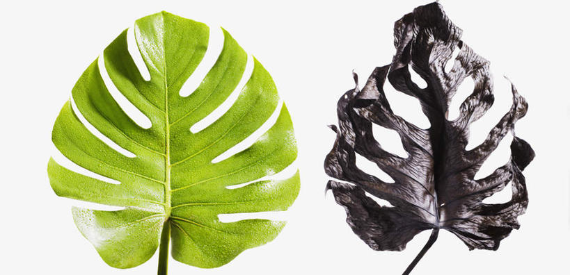 无人,横图,俯视,室内,特写,白天,白色背景,叶子,两片,阴影,枯萎,反射,影子,绿叶,嫩叶,摄影,影棚,死亡,枯败,叶,叶片,彩图,高角度拍摄,影棚拍摄,拍摄