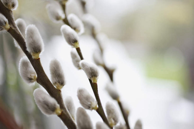 无人,横图,俯视,室外,特写,白天,旅游,度假,美景,阴影,朦胧,模糊,盛开,反射,影子,景观,花蕾,娱乐,花,花瓣,花朵,鲜花,自然,花苞,花蕊,享受,休闲,景色,放松,自然风光,香蒲,东方香蒲,蒲菜,蒲草,水烛,彩图,高角度拍摄