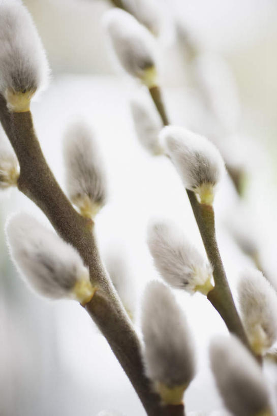 无人,竖图,俯视,室外,特写,白天,美景,阴影,朦胧,模糊,盛开,反射,影子,景观,花蕾,花,花瓣,花朵,鲜花,自然,花苞,花蕊,景色,自然风光,香蒲,东方香蒲,蒲菜,蒲草,水烛,彩图,高角度拍摄