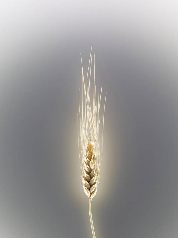 无人,竖图,室内,特写,白天,正面,农作物,小麦,阴影,灰色背景,反射,影子,谷物,摄影,麦子,影棚,彩图,影棚拍摄,拍摄