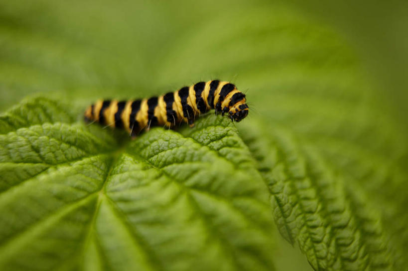 无人,横图,俯视,室外,特写,白天,美景,植物,叶子,一条,条纹,朦胧,模糊,昆虫,纹理,景观,绿叶,黄色,绿色,黑色,自然,动物,嫩叶,景色,毛毛虫,自然风光,肌理,害虫,毛虫,叶,叶片,叶脉,彩图,高角度拍摄,全身