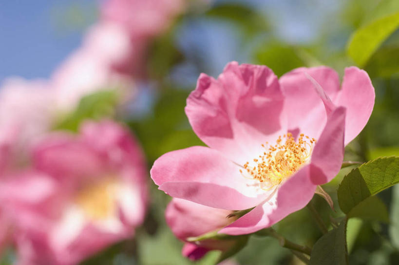 无人,横图,室外,特写,白天,仰视,旅游,度假,美景,叶子,英国,欧洲,朦胧,模糊,盛开,景观,绿叶,花蕾,娱乐,花,花瓣,花朵,鲜花,粉色,蓝色,蓝天,天空,自然,天,花苞,花蕊,享受,休闲,嫩叶,景色,放松,晴朗,西欧,自然风光,大不列颠,大不列颠及北爱尔兰联合王国,万里无云,大不列颠联合王国,日不落英帝国,德文郡,叶,叶片,晴空,晴空万里,彩图,低角度拍摄