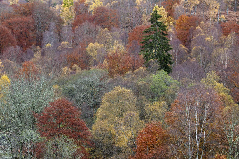 无人,横图,俯视,室外,白天,旅游,度假,美景,森林,树林,植物,英国,欧洲,景观,娱乐,苏格兰,树,树木,绿色,自然,享受,休闲,景色,放松,生长,成长,西欧,自然风光,大不列颠,大不列颠及北爱尔兰联合王国,大不列颠联合王国,日不落英帝国,苏格兰王国,彩图,高角度拍摄