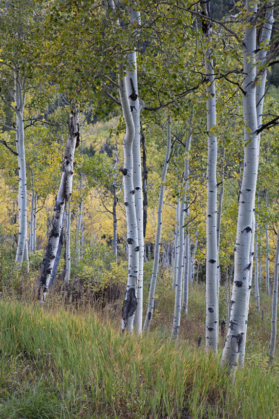 无人,竖图,室外,白天,正面,旅游,度假,美景,森林,树林,植物,美国,景观,娱乐,树,树木,绿色,自然,享受,休闲,景色,放松,生长,成长,北美,北美洲,自然风光,美洲,科罗拉多州,科罗拉多,北亚美利加洲,亚美利加洲,百年州,彩图