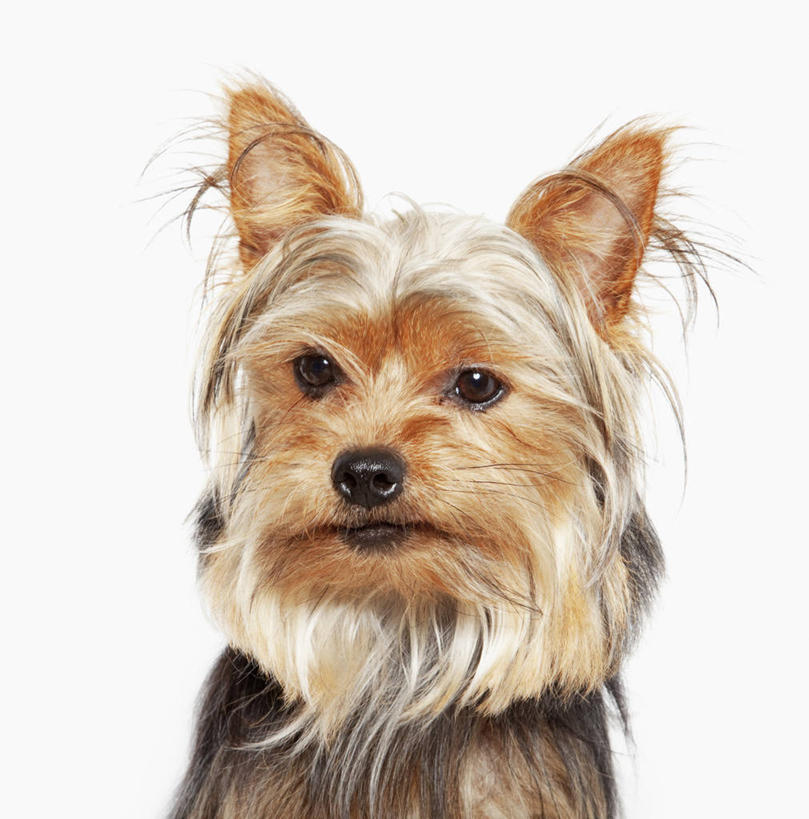 头,无人,竖图,室内,特写,白天,白色背景,正面,宠物,狗,梗犬,注视,苏格兰梗,亚伯丁梗,一只,动物,观察,看,可爱,摄影,影棚,观看,察看,关注,忠诚,头部,犬,半身,彩图,影棚拍摄,拍摄